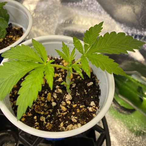 Leena - Lemon Grass (2) - #5 growlog timeline photo