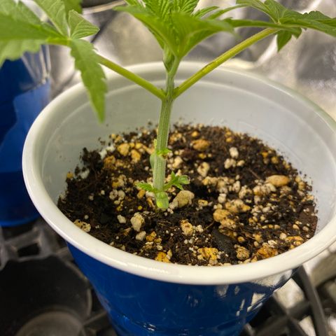 Leena - Lemon Grass (2) - #5 growlog timeline photo