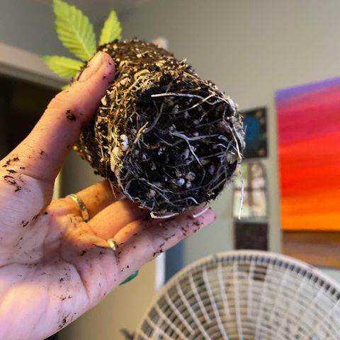 Leena - Lemon Grass (2) - #5 growlog photo: Fuck Maui. 
