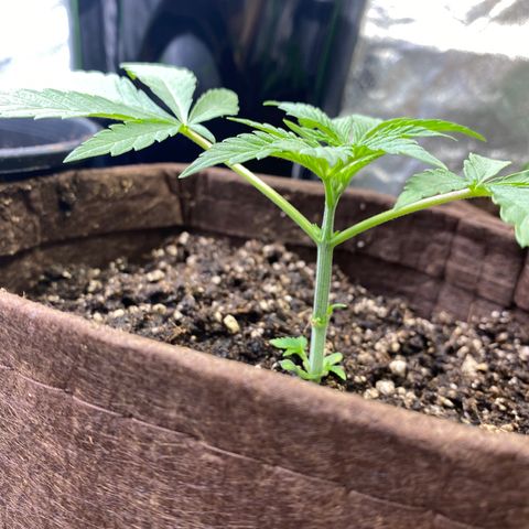 Leena - Lemon Grass (2) - #5 growlog timeline photo