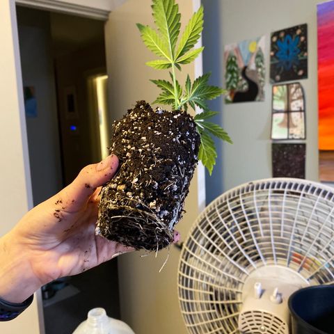 Leena - Lemon Grass (2) - #5 growlog photo: Fuck Maui. 