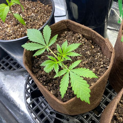Leena - Lemon Grass (2) - #5 growlog photo: Fuck Maui. 