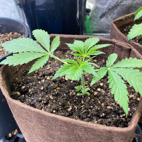 Leena - Lemon Grass (2) - #5 growlog timeline photo