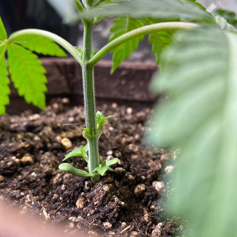 Leena - Lemon Grass (2) - #5 growlog timeline photo