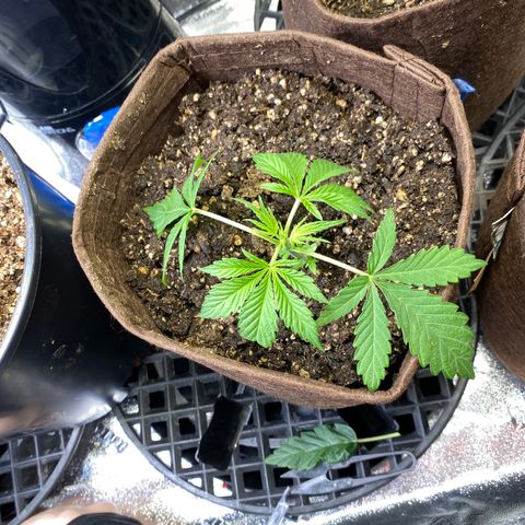 Leena - Lemon Grass (2) - #5 growlog timeline photo