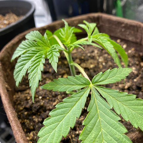Leena - Lemon Grass (2) - #5 growlog timeline photo
