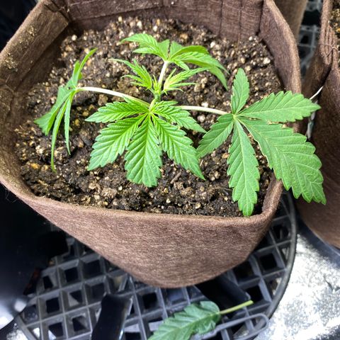 Leena - Lemon Grass (2) - #5 growlog timeline photo