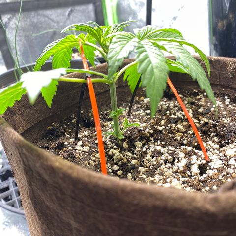 Leena - Lemon Grass (2) - #5 growlog photo: Gave nutrients & watered today - doing some LST - looking good