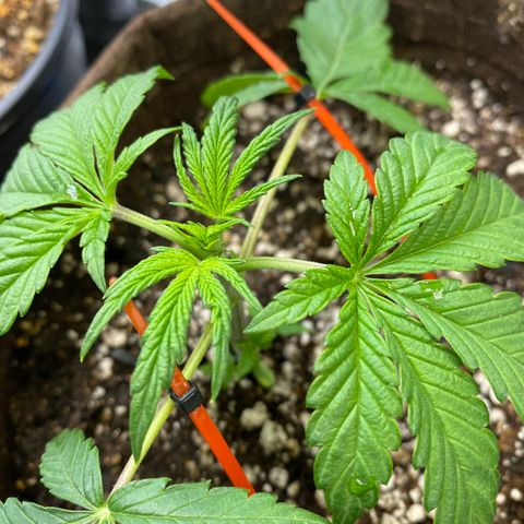 Leena - Lemon Grass (2) - #5 growlog photo: Gave nutrients & watered today - doing some LST - looking good