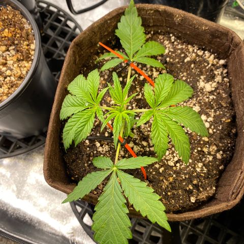 Leena - Lemon Grass (2) - #5 growlog photo: Gave nutrients & watered today - doing some LST - looking good
