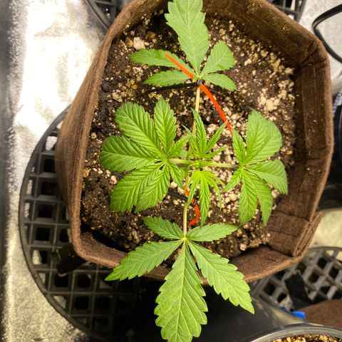 Leena - Lemon Grass (2) - #5 growlog timeline photo