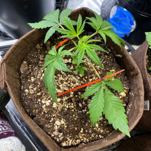 Leena - Lemon Grass (2) - #5 growlog photo: LST the longer stems for future canopy
