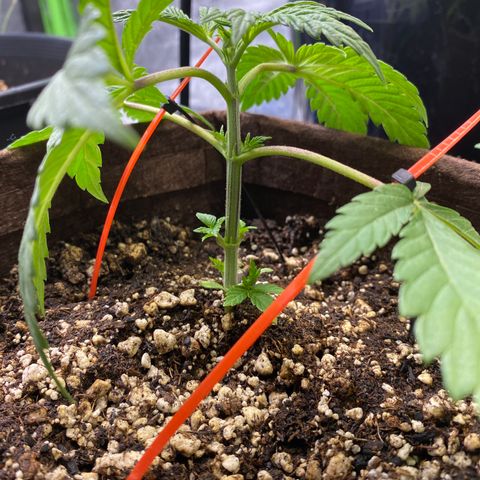Leena - Lemon Grass (2) - #5 growlog photo: LST the longer stems for future canopy