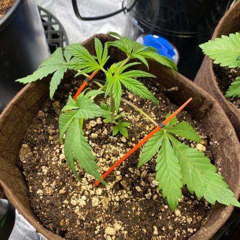 Leena - Lemon Grass (2) - #5 growlog timeline photo
