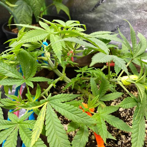 Leena - Lemon Grass (2) - #5 growlog timeline photo