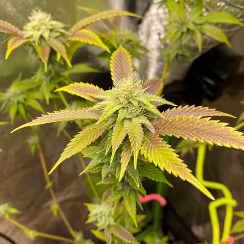 Leena - Lemon Grass (2) - #5 growlog timeline photo