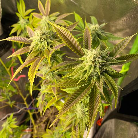 Leena - Lemon Grass (2) - #5 growlog timeline photo