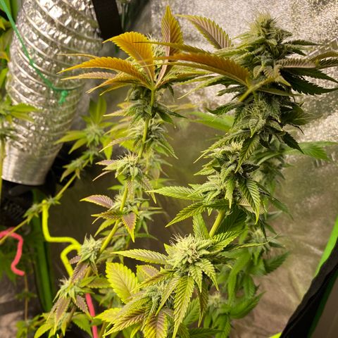 Leena - Lemon Grass (2) - #5 growlog timeline photo