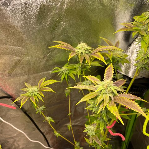 Leena - Lemon Grass (2) - #5 growlog timeline photo