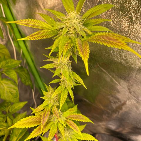 Leena - Lemon Grass (2) - #5 growlog timeline photo