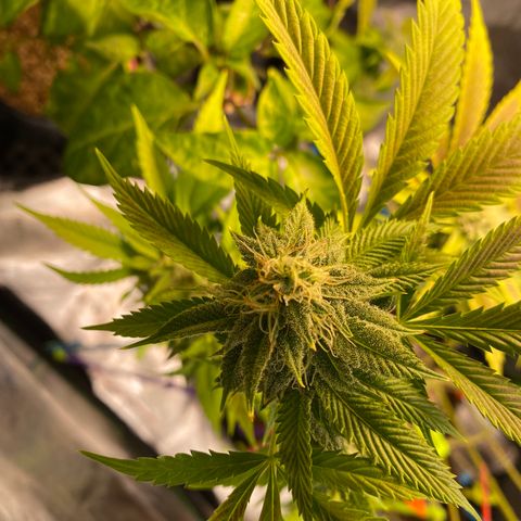 Leena - Lemon Grass (2) - #5 growlog timeline photo