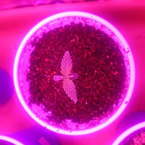 Auto UK Cheese growlog timeline photo