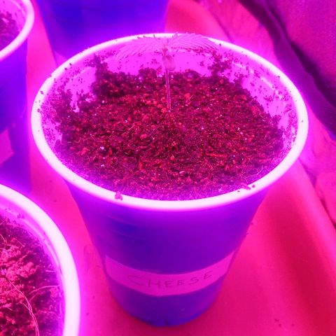 Auto UK Cheese growlog timeline photo