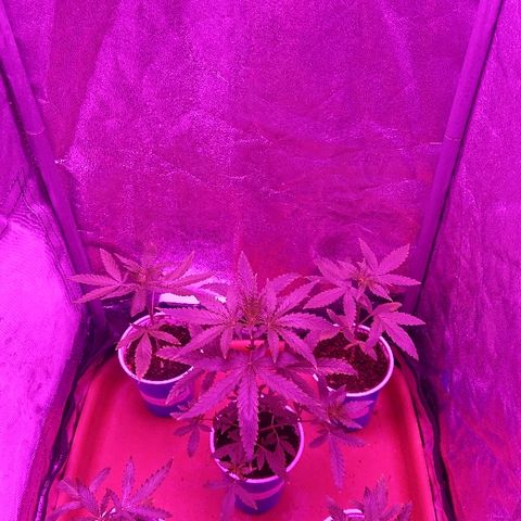 Auto UK Cheese growlog timeline photo