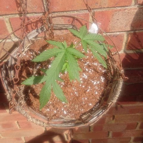 Auto UK Cheese growlog timeline photo