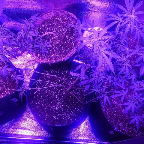 Auto UK Cheese growlog timeline photo