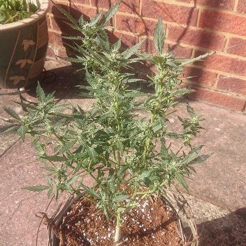 Auto UK Cheese growlog timeline photo