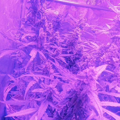 Auto UK Cheese growlog photo: Choc & Cheese