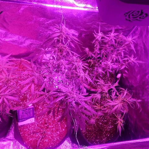 Auto UK Cheese growlog timeline photo