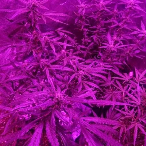 Auto UK Cheese growlog timeline photo