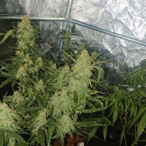 Auto UK Cheese growlog timeline photo