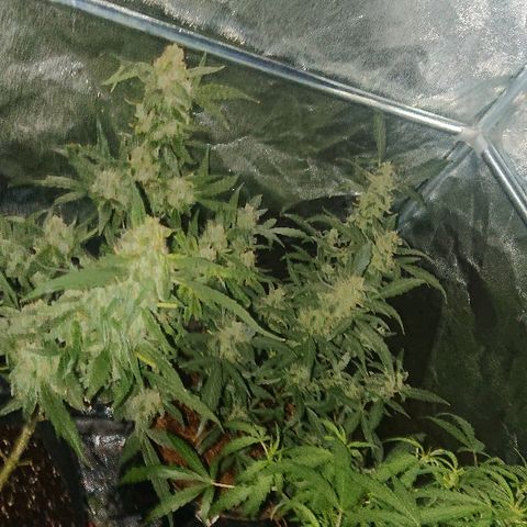 Auto UK Cheese growlog timeline photo