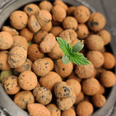Gorilla Glue Auto growlog photo: Beneficial mix in pH 6 water bath 1 gal