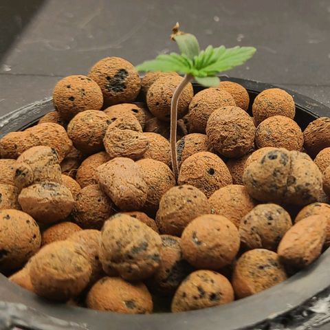 Gorilla Glue Auto growlog timeline photo