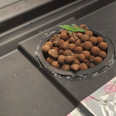 Gorilla Glue Auto growlog timeline photo