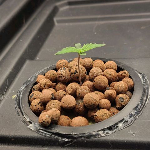 Gorilla Glue Auto growlog timeline photo