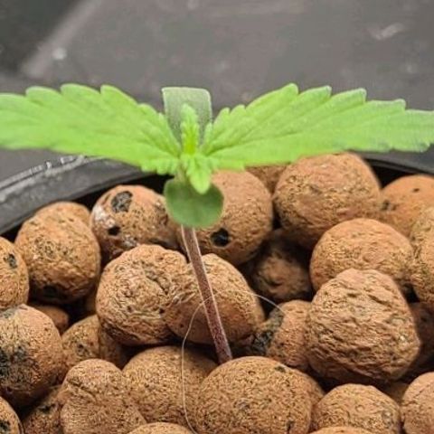 Gorilla Glue Auto growlog timeline photo