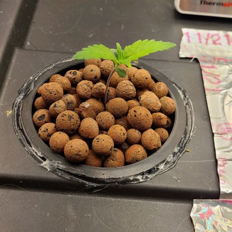 Gorilla Glue Auto growlog timeline photo