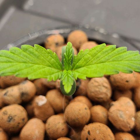 Gorilla Glue Auto growlog timeline photo