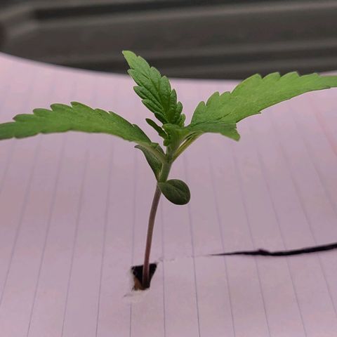 Gorilla Glue Auto growlog timeline photo