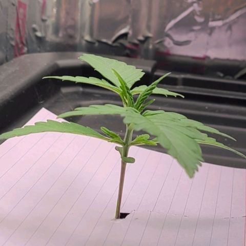 Gorilla Glue Auto growlog photo: A proper little tree