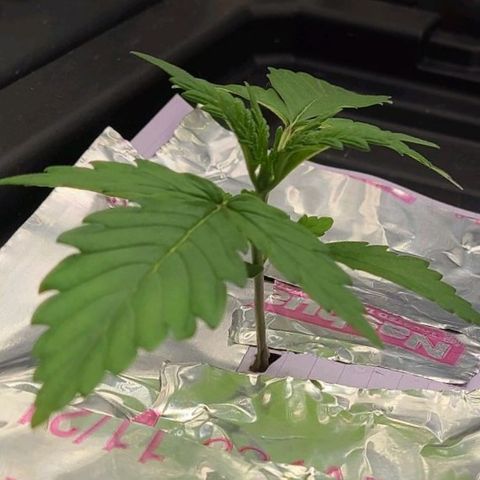 Gorilla Glue Auto growlog timeline photo