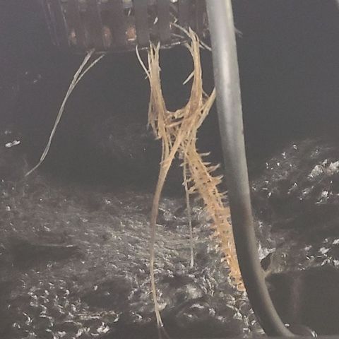 Gorilla Glue Auto growlog timeline photo