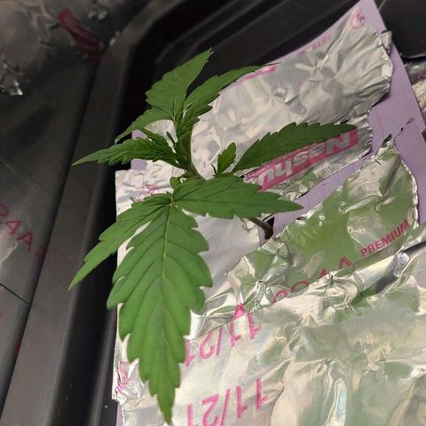 Gorilla Glue Auto growlog timeline photo