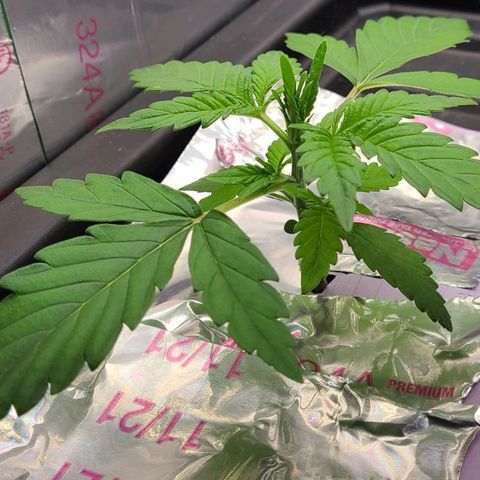Gorilla Glue Auto growlog timeline photo
