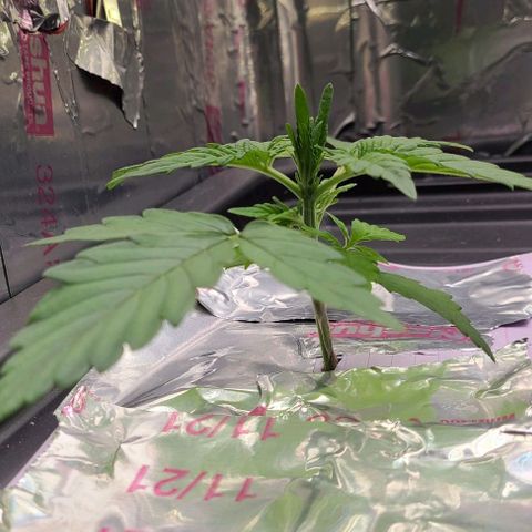 Gorilla Glue Auto growlog timeline photo